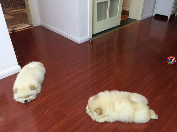 冬瓜南瓜！我家有一对松狮小活宝~