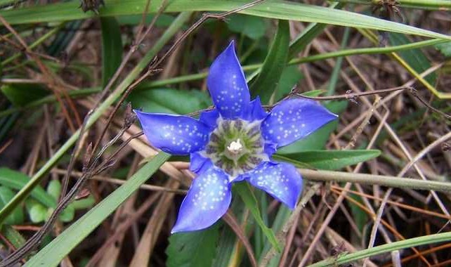 香味比较迷人的中草药,花期最漂亮的中草药