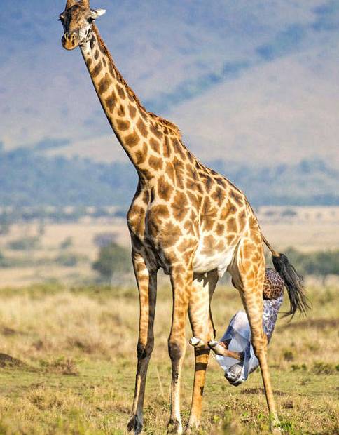 长颈鹿爱刺猬,长颈鹿爱猫头鹰