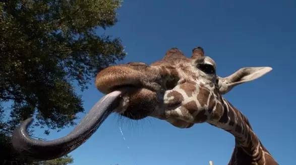 长颈鹿爱刺猬,长颈鹿爱猫头鹰