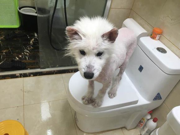 路边捡到一只萨摩耶,捡到萨摩耶有狗癣