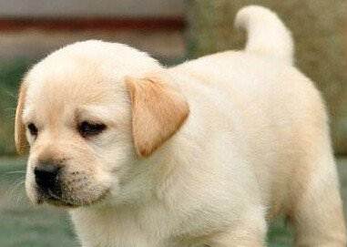 淘宝上拉布拉多20元一只可信吗,在网上买的拉布拉多靠谱吗