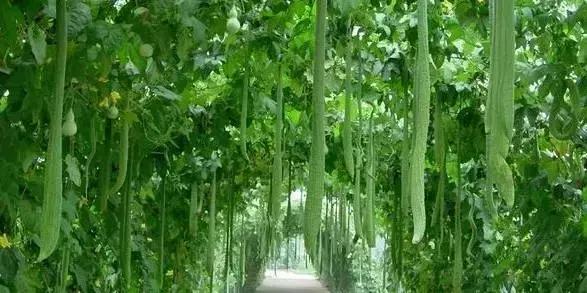 农村洗碗布的妙用,洗碗布自己做