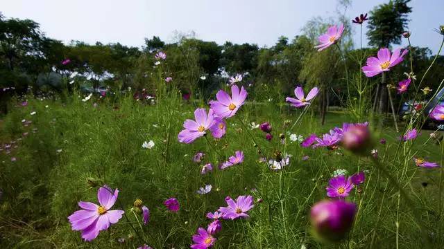 南京国庆假期有哪些免费景点推荐,国庆期间南京有哪些景点免费