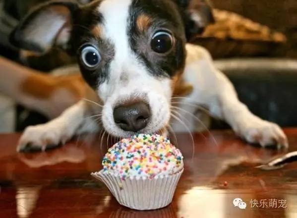 狗狗牙齿发黄怎么去除,狗狗牙齿黄怎么办