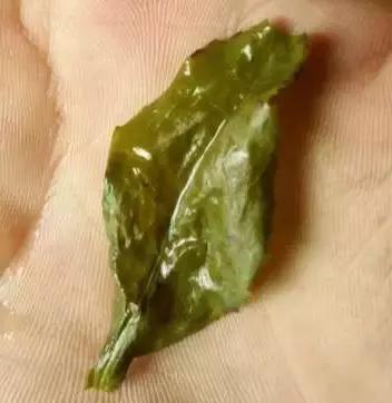 铁观音为什么滋味淡,铁观音很苦涩