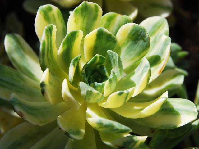 最全多肉图鉴大全,图鉴植物