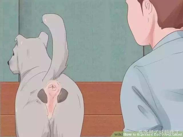 狗狗在家就可以做的体检方法！