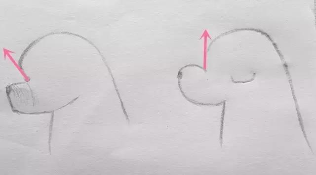 比熊标准装,比熊赛级造型