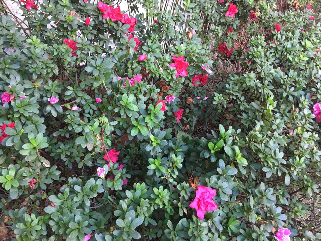 iphone7plus评测,苹果7plus测评还值得购买吗