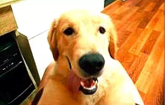 焦虫病死亡周期,焦虫病早期