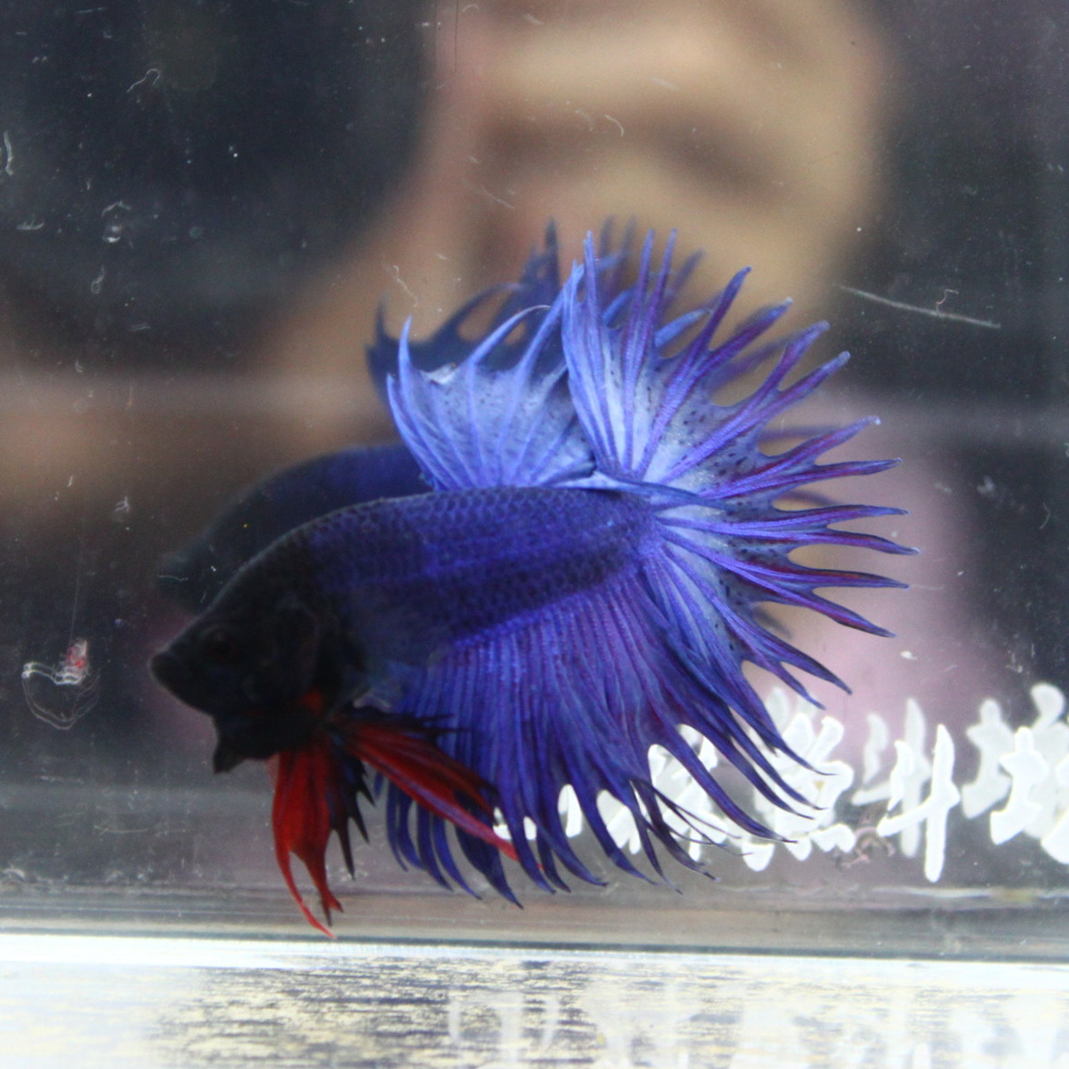 冬天怎么养殖100条泰国斗鱼,泰国斗鱼居家养殖指南