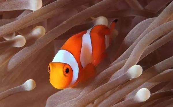 去沙巴旅游的感受,去沙巴旅游6大理由