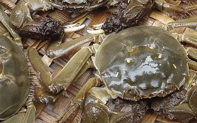 阳澄湖大闸蟹的未解之谜,阳澄湖大闸蟹怎么保证不死