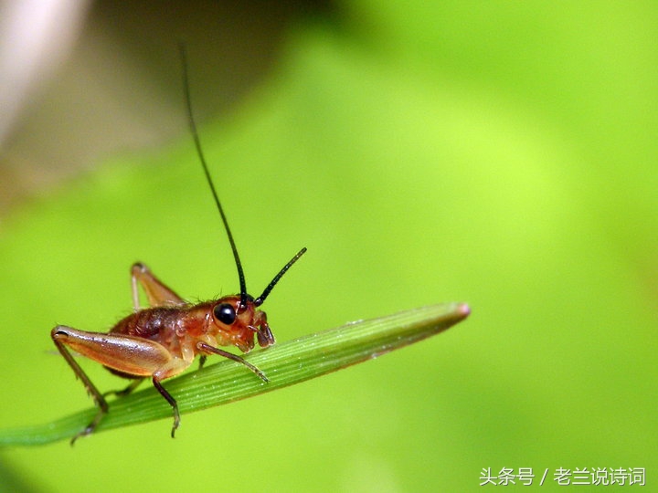 关于秋虫的古诗词,古诗词中含有秋的诗句有哪些