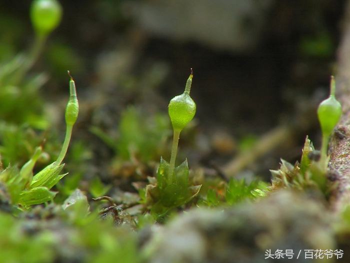 家里花盆中的蚂蚁如何彻底清除,家里花盆跟前有蚂蚁怎么办