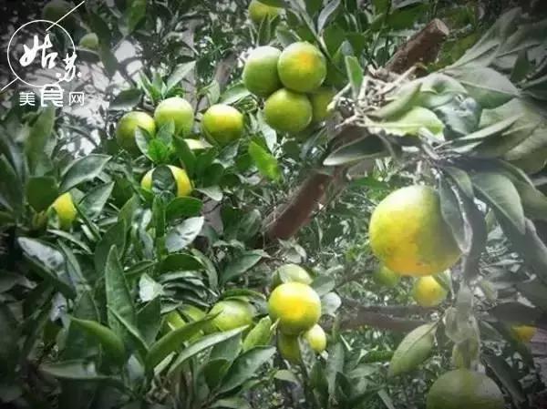 秋天就该送自己一场旅行，苏州最全“采橘攻略”先给你！