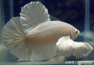 泰国斗鱼怎么样养好,泰国斗鱼有多吸引人