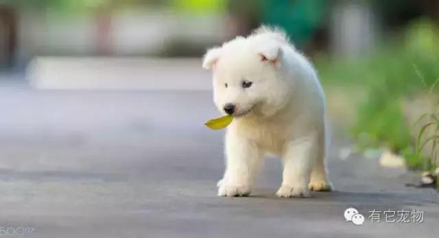 此生一定要养一只萨摩耶,相爱相杀的萨摩耶