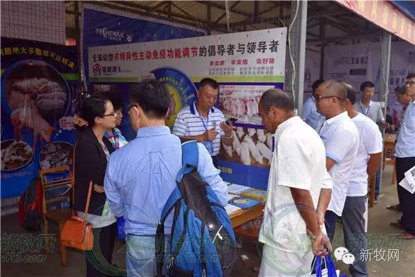 河南养猪业巨头,河南养猪身价百倍