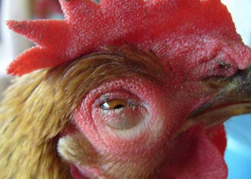 养鸡最好是又有钱又会养，秋季要注意的几种鸡病