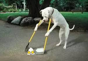 文明养犬的经典语句,文明养犬该怎么做