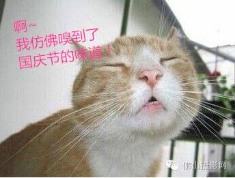 “佛山韵律”集结号已吹响！一大波精彩文化活动保证让你拍照拍到手软