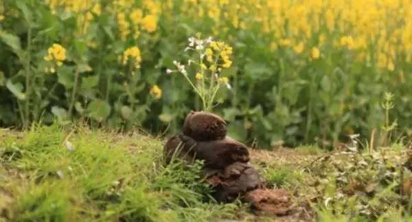 拉屎能赚钱,拉屎也能赚钱