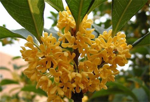 最佳赏桂花地点手绘地图,桂花赏花地图