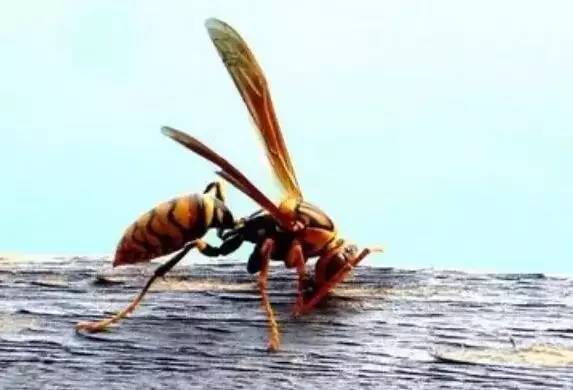 7岁小孩被虫蛰,浙江小朋友被虫子蛰