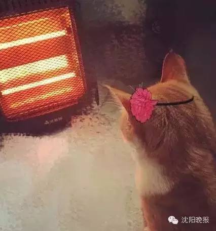 乌龟还能救过来吗,奄奄一息的小乌龟还有救吗