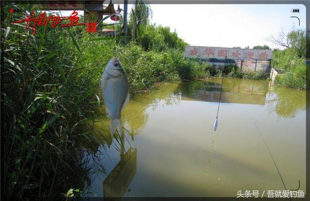 原创我爱飞鱼耍耍耍