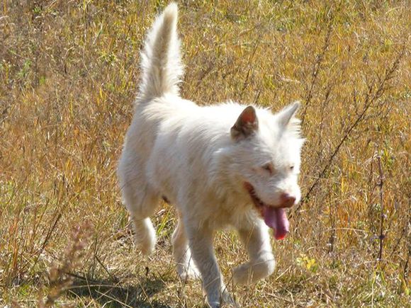 下司猎犬打猎野猪视频,猎犬下司实战打猎视频