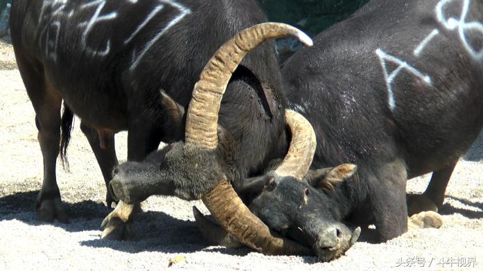 2018年贵州超级牛王争霸赛,2022年贵州牛王争霸赛第一名