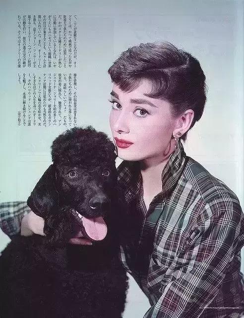 如何选择贵宾犬,贵宾狗怎么挑选