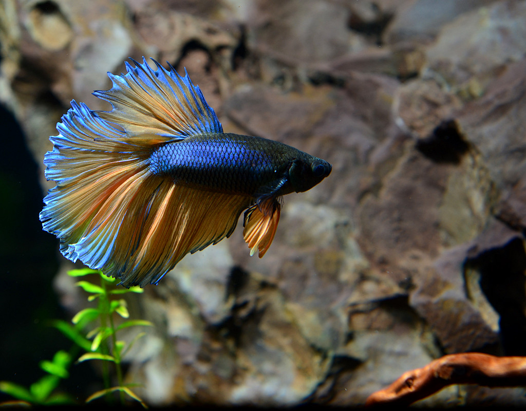 冬天怎么养殖100条泰国斗鱼,泰国斗鱼居家养殖指南