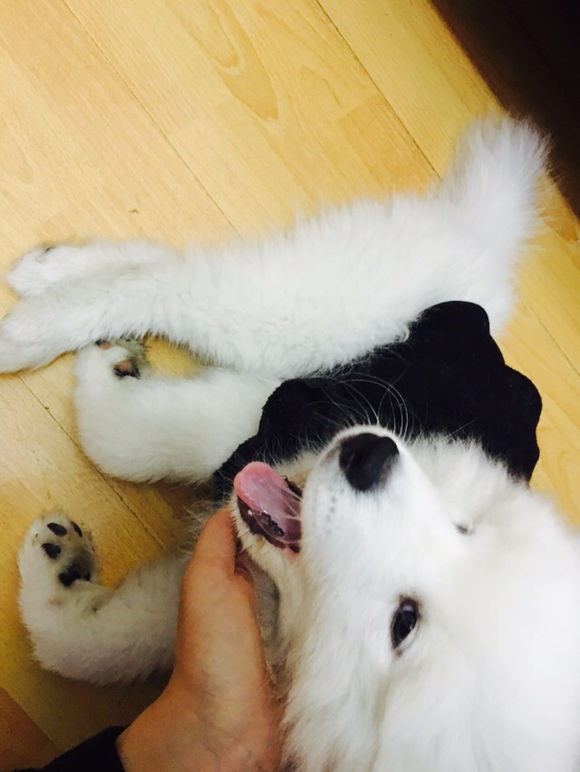 萨摩耶狗瘟后遗症能治好吗,刚买来的萨摩耶多久打疫苗