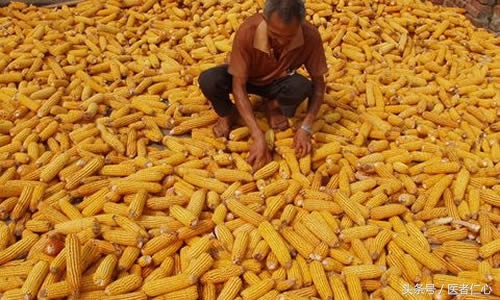 玉米须治胆结石最好方法,农村胆结石草药