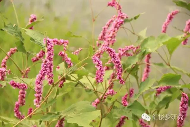 元春为什么离开王熙凤,元春犯了什么错