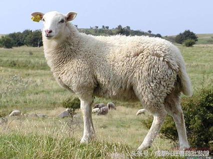 到了羊配种的时间，哪些方面要注意