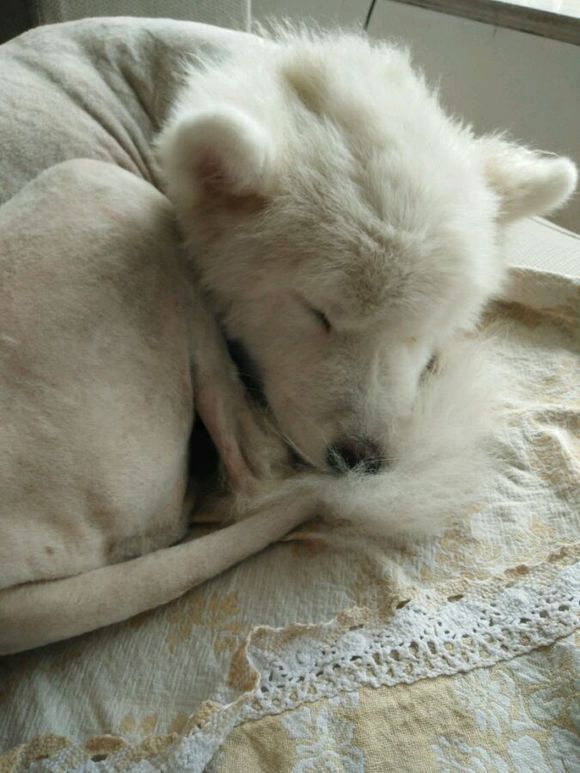 在诸暨市捡到一只萨摩耶,捡了一只萨摩耶怎么看有没有病