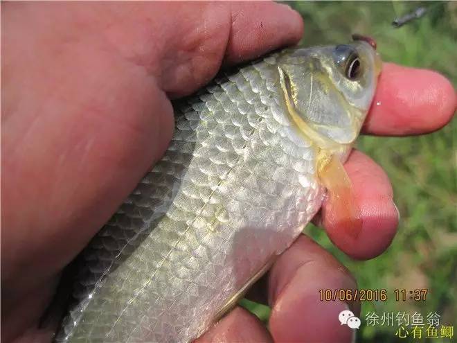 徐州铜山区野钓最新地点,小记野河钓鱼