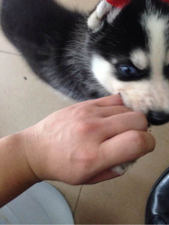 男子第一次买哈士奇晒图问纯不纯,没想到笑喷一群网友:纯炸了!