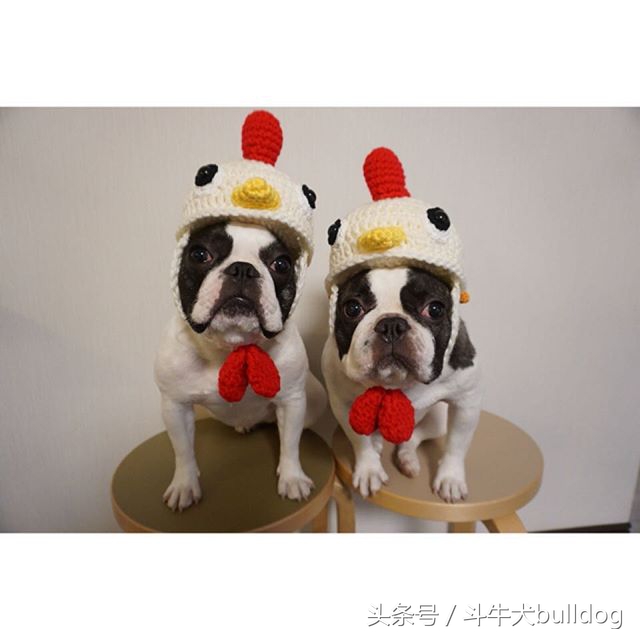 法国斗牛犬它的最大特点,法国斗牛犬性格特点