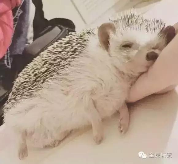 养的小刺猬知道饥饱么,养刺猬的感受