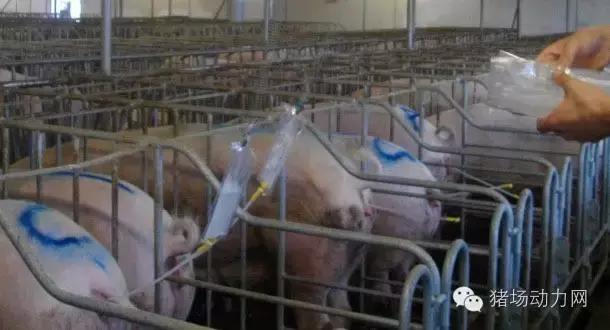 人工授精是什么行业,人工授精属于什么工程的产物