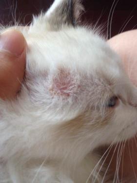 小猫咪得猫藓了该怎么办？如何治疗？