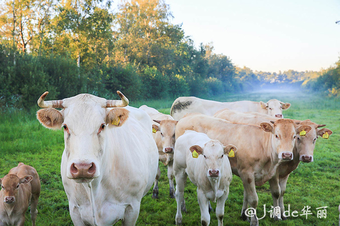 欧洲最美水乡荷兰羊角村,荷兰羊角村美丽的童话世界