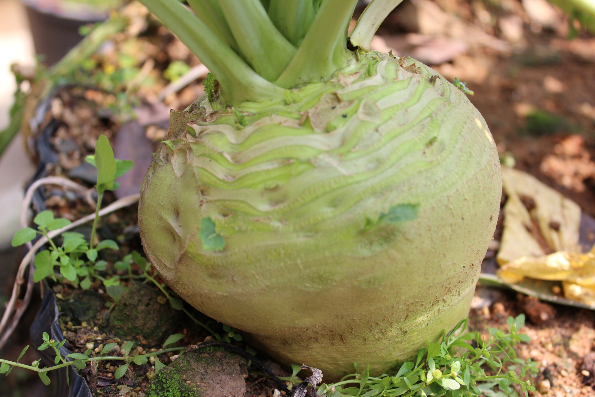 脾虚湿气重吃什么食物,春天湿气重吃什么食物