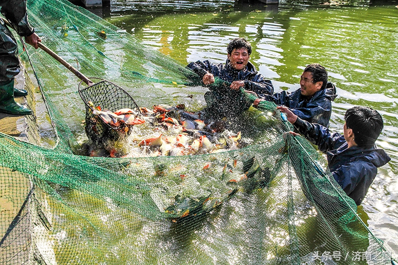 济南美里湖湿地,飞越济南